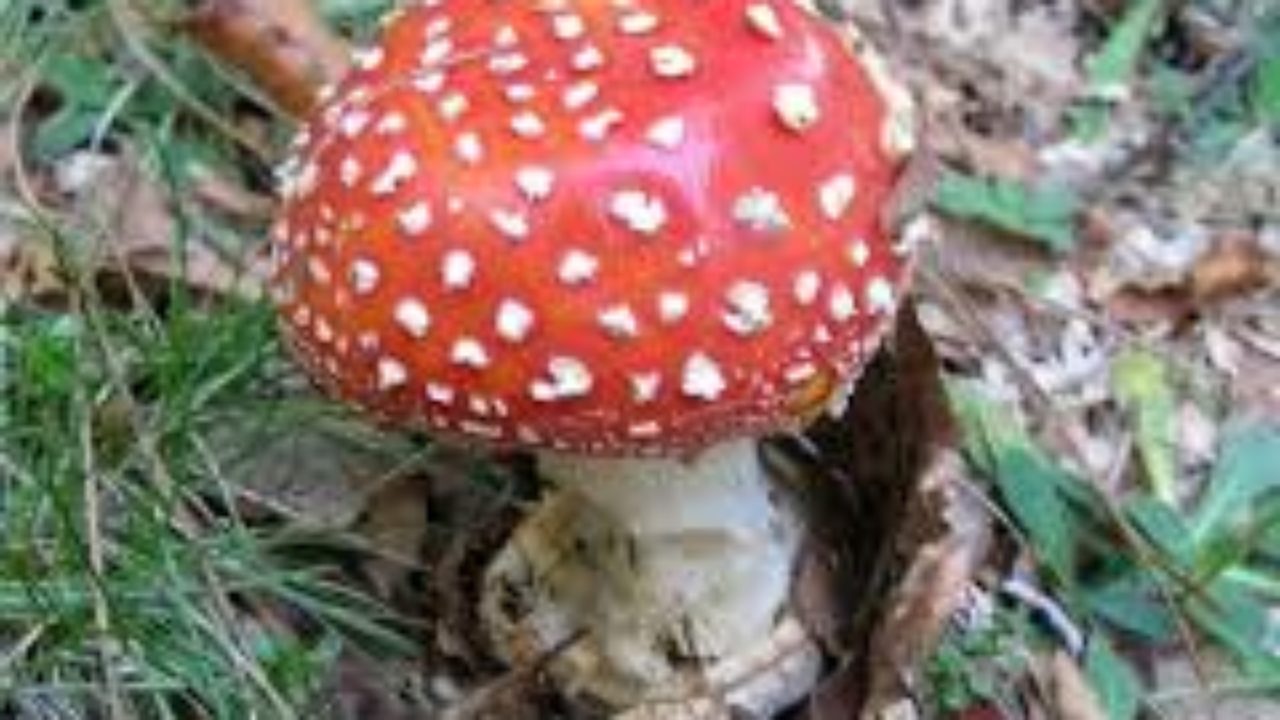 Funghi Ovulo Malefico