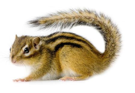 Scopri di più sull'articolo Tamia, scoiattolo giapponese
